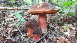 Глухариная заря !!! Лисички и подосиновики !