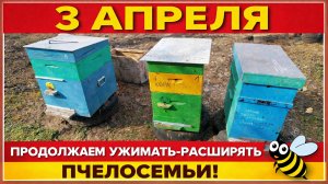 3 апреля. Продолжаем ужимать - расширять пчелосемьи