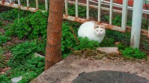 Геленджикские котики