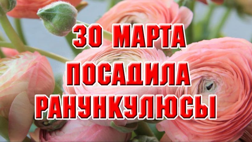 30 марта. Посадила ранункулюсы