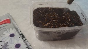 КАК ПОСЕЯТЬ ОСТЕОСПЕРМУМ ПРАВИЛЬНО