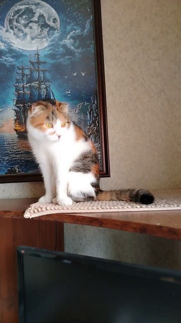 кошечка Нюша!!!❤️😘🫣🥰😻😍🐱🐈