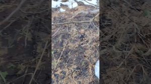 Весенний Коп. 8.13