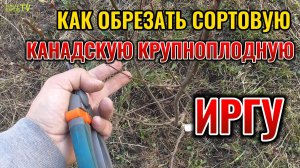 Обрежьте так сортовую крупноплодную ИРГУ и будет много крупной ягоды: обрезка ирги НОРТЛАЙН
