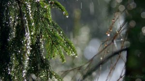 ☔️ МЕДИТАТИВНАЯ УСПОКАИВАЮЩАЯ МУЗЫКА ДЛЯ СНА И ШУМ ДОЖДЯ 🎵 РАССЛАБЛЯЮЩАЯ МУЗЫКА ДЛЯ ДУШИ В ЛЕСУ