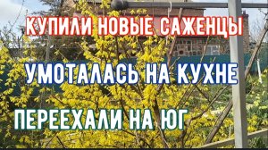 220🏡Купили новые саженцы/Абрикосы цветут/Умоталась на кухне/Высадила все помидоры