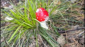 А. Куприн. Часть 3. Гранатовый браслет