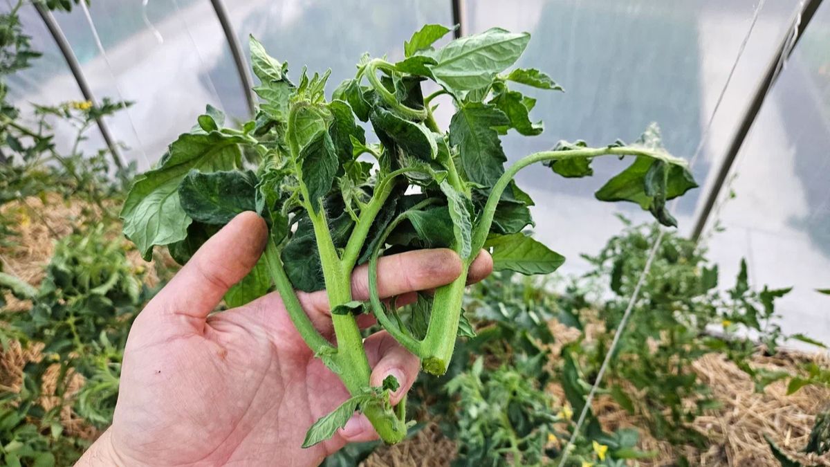 Жируй томат жируй