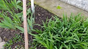 Рассказ как грибами отравились