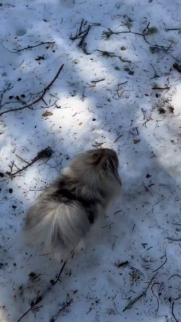 Гайка на прогулке в весеннем лесу.