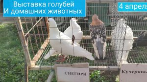 Выставка голубей и домашних животных Луганск 4 апреля 2026 года. 🕊️💵