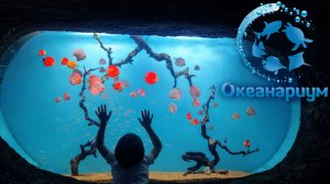 Океанариум, ТЦ Рио 02.04.2026