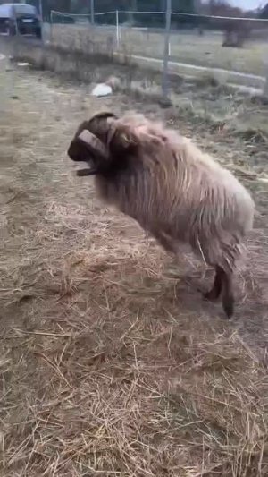 Когда тебе просто хорошо _ позитив с Пешей Москвой