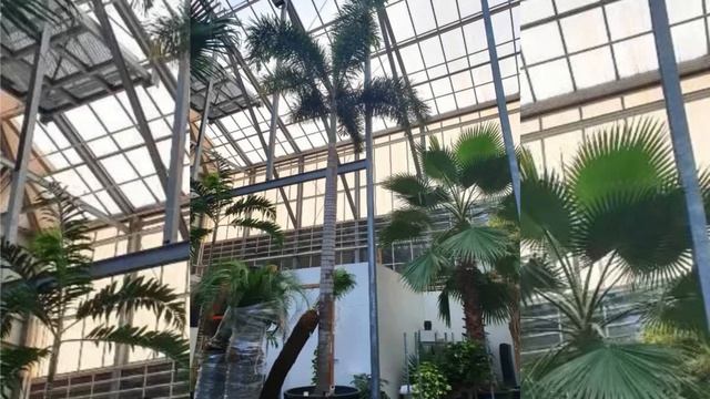 Экзотические растения из семян. Пальма Лисий хвост