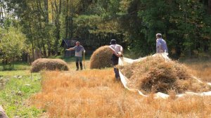 Простая деревенская жизнь. Традиционное сенокошение в деревне. Новые деревянные стены.