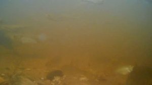 Эта прикормка собирает стаи рыбы