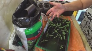 Пикировка томатов и мой день: шашлык, прогулка, антуриумы 🌱