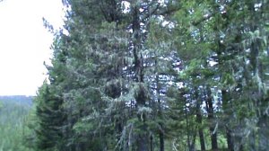 Реквием по кедру