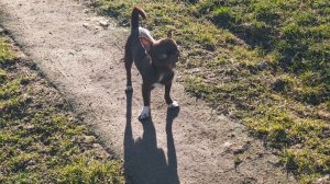 Чихуахуа #ЦЕНЫ от 40 тр #купить_щенка_чихуахуа_продаю #MAX +79215950848