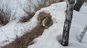 Косуля отдыхает на солнышке.