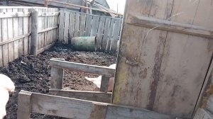 наши свинюшки