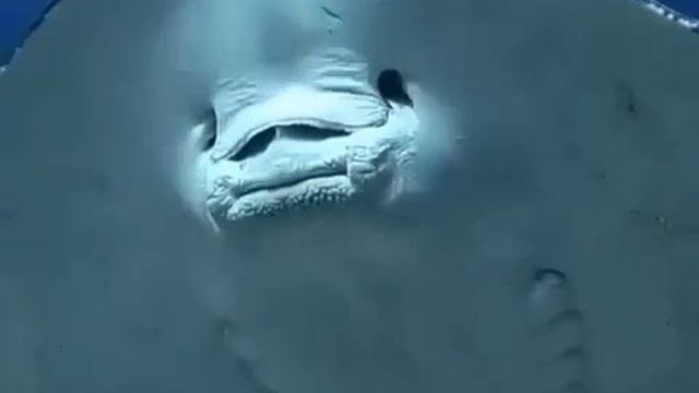 Какой красавчик) Подписываемся;)