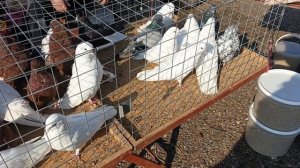 Ярмарка голубей в Новониколаевке (Алексиково) 04.04.2026 г. 3-я часть.