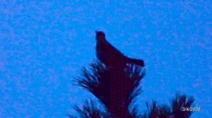 2026/4/3: Певчий дрозд поёт