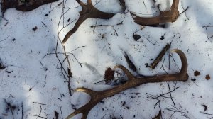 поиск рогов оленя в начале весны