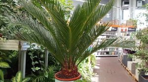 #ананасы растут и в апреле