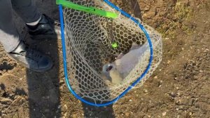 утренние поимки форели