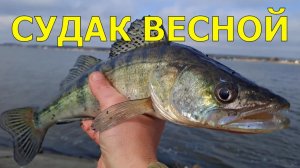 🔥 Как УГОВОРИТЬ капризного СУДАКА? Весенняя битва за поклевку: на какой приманке судак сломался? 🔥
