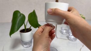 Фитильный полив для новичков 💧🌱: мой первый эксперимент .