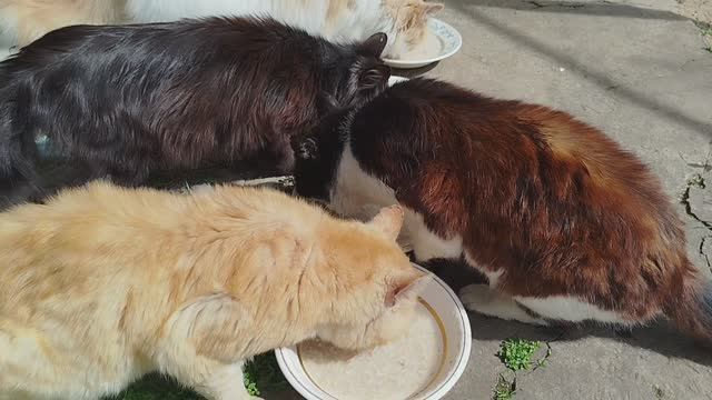 Новости нашего двора. 😽🐱😽🥣🐕