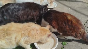 Новости нашего двора. 😽🐱😽🥣🐕