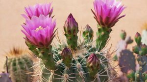 Наши бродяги-колючки.