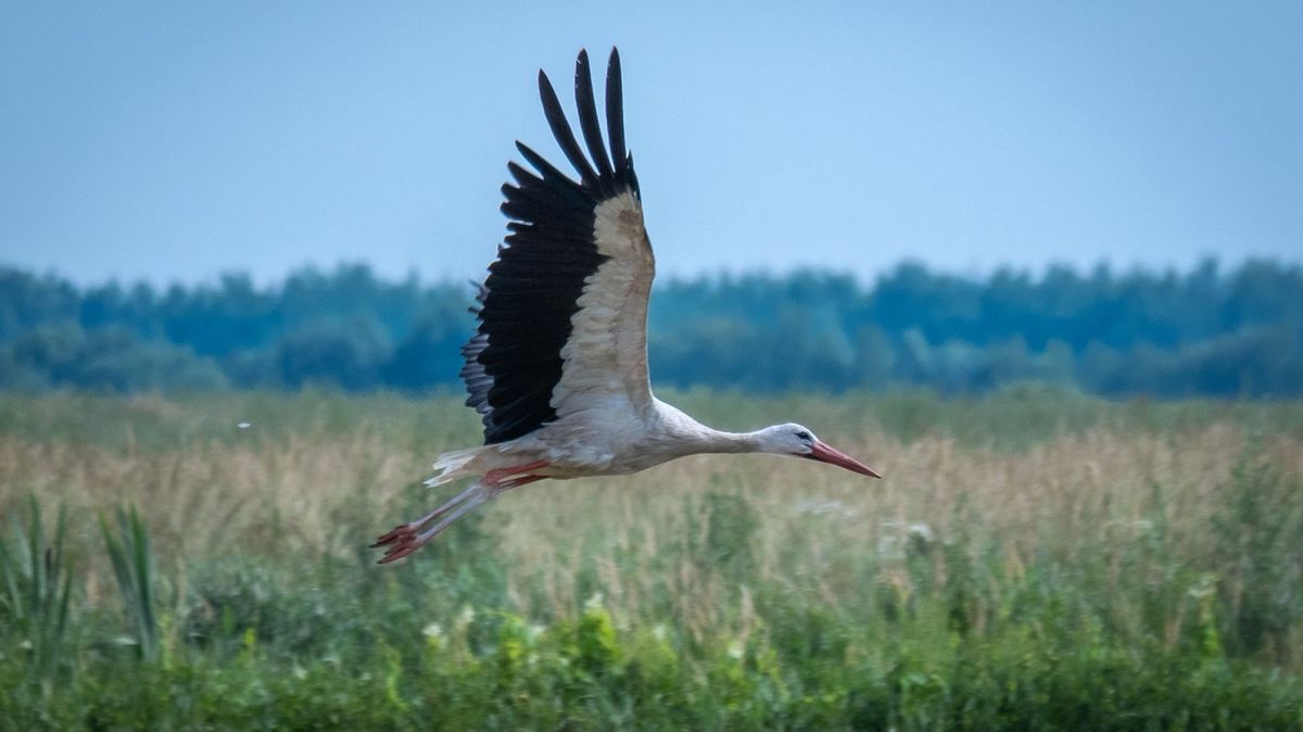 Виктор Винничек Исповедь ребёнка 1. 4. 4 - 1. 4. 5   (начало)
