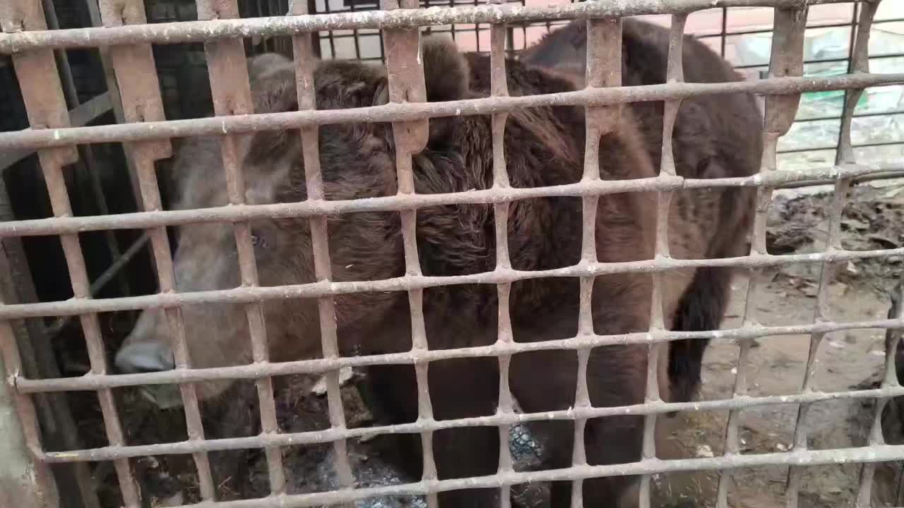 В Троицке медведь Степан попал в беду.