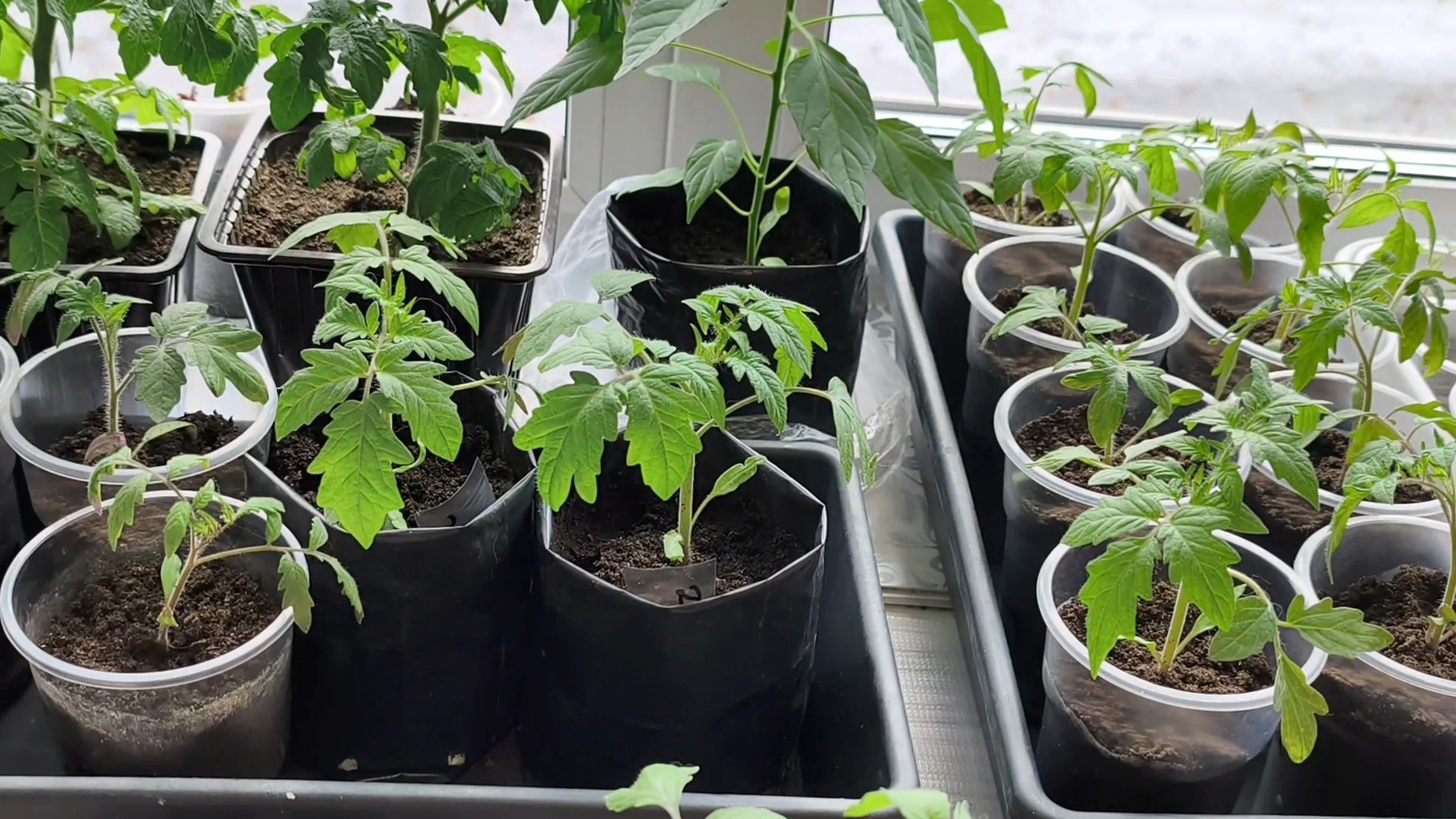 Рассада томатов🍅 нам месяц от посева. Перевалка 😊
