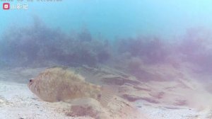 SlidePlus_Video_1774287514265