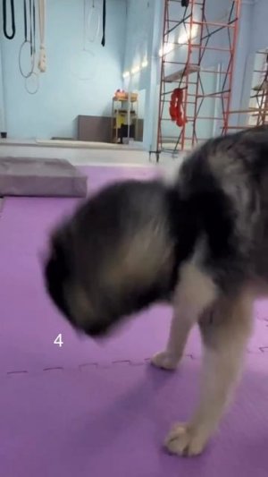 Сколько раз чихнул?