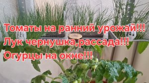 Ответы на вопросы,огуцы на окне!Лук чернушка!Томаты на ранний урожай!