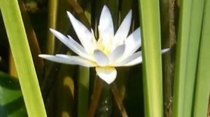 Водяные лилии. Они так прекрасны.