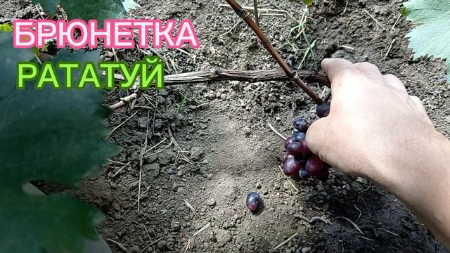 Виноград.БРЮНЕТКА. 
РАТАТУЙ.конт.тел.+79994243159