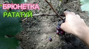 Виноград.БРЮНЕТКА. 
РАТАТУЙ.конт.тел.+79994243159