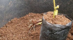 Грибной камарик-Спасаем молодые саженцы !!