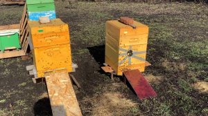 Облет молодой пчелы - весна 04.04.2026