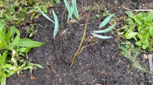 Только начинают цвести крокусы.