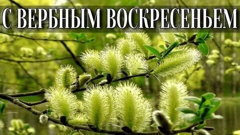 Светлый праздник Вербное Воскресенье. Роскошная музыкальная открытка.
