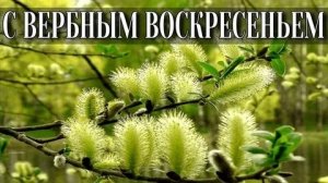 Светлый праздник Вербное Воскресенье. Роскошная музыкальная открытка.